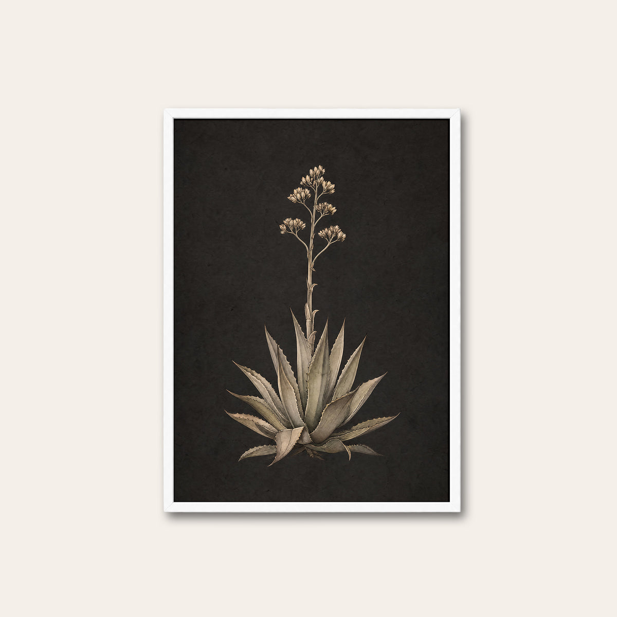 Agave Study - Charcoal Botanical Print - white frame