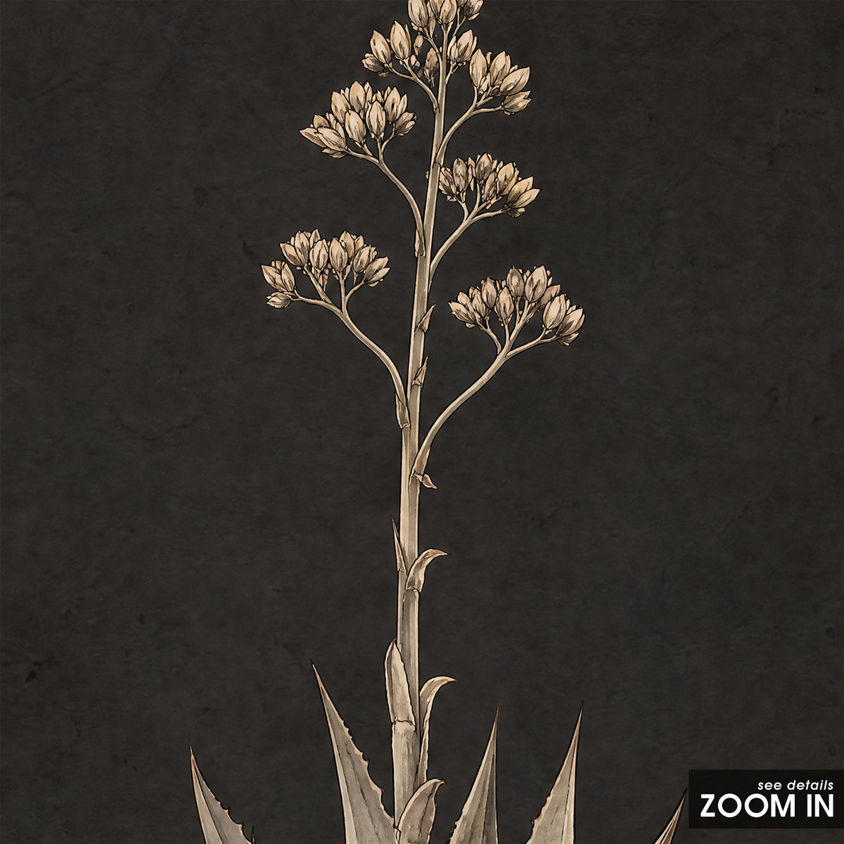 Agave Study - Charcoal Botanical Print - artwork detail