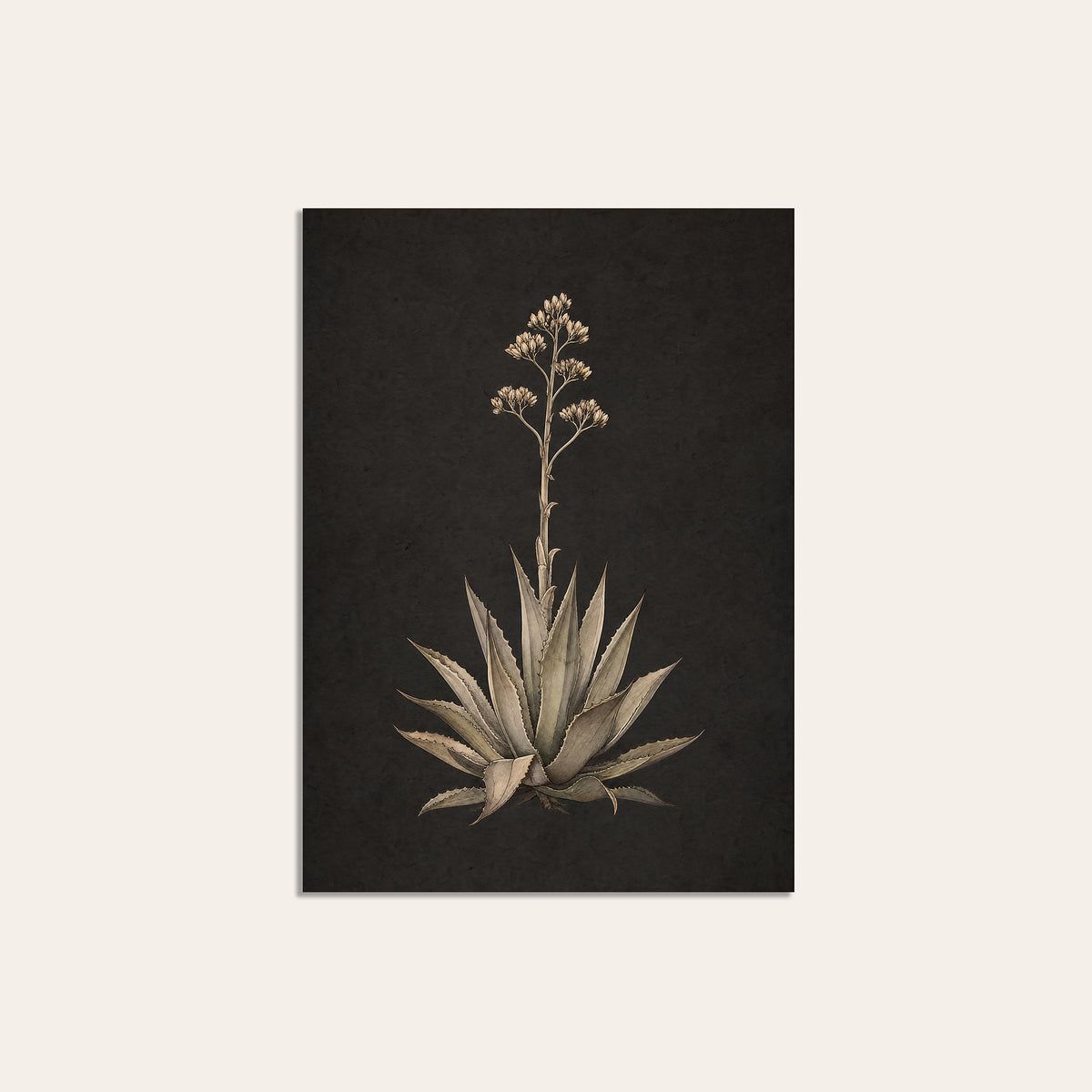 Agave Study - Charcoal Botanical Print - unframed print